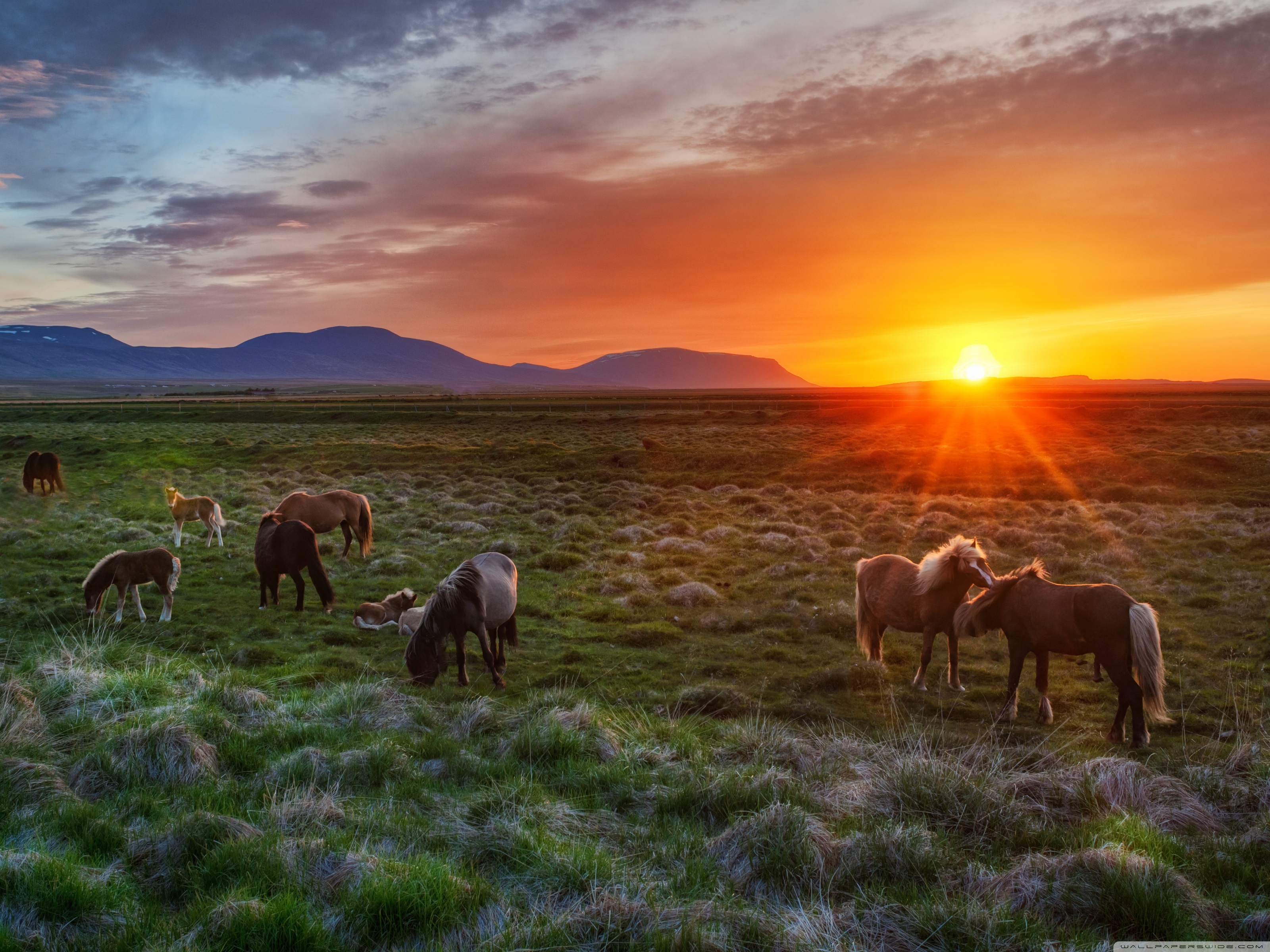 Wild Horses - HD Wallpaper 