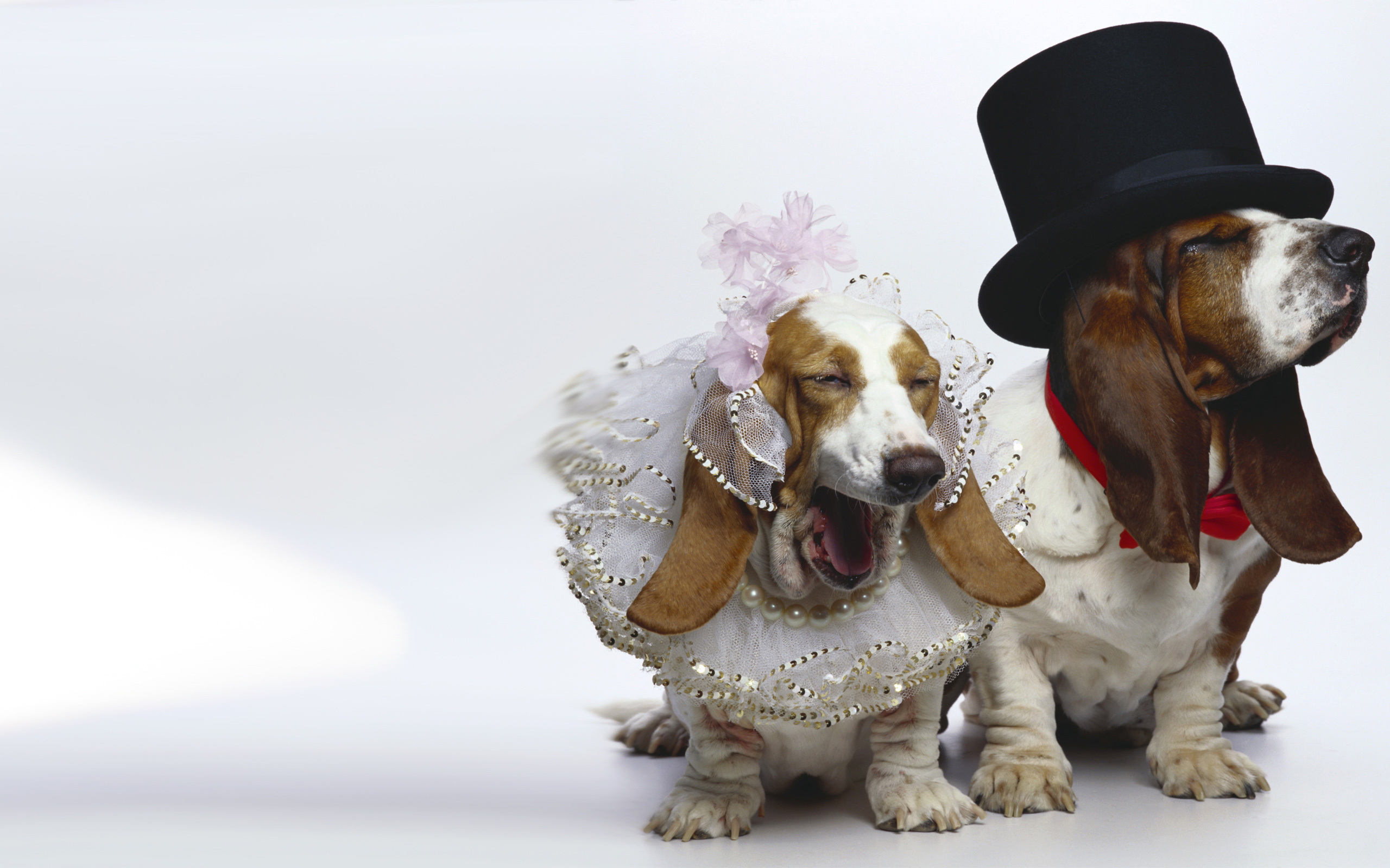 Basset Hound Background - 2560x1600 Wallpaper - teahub.io