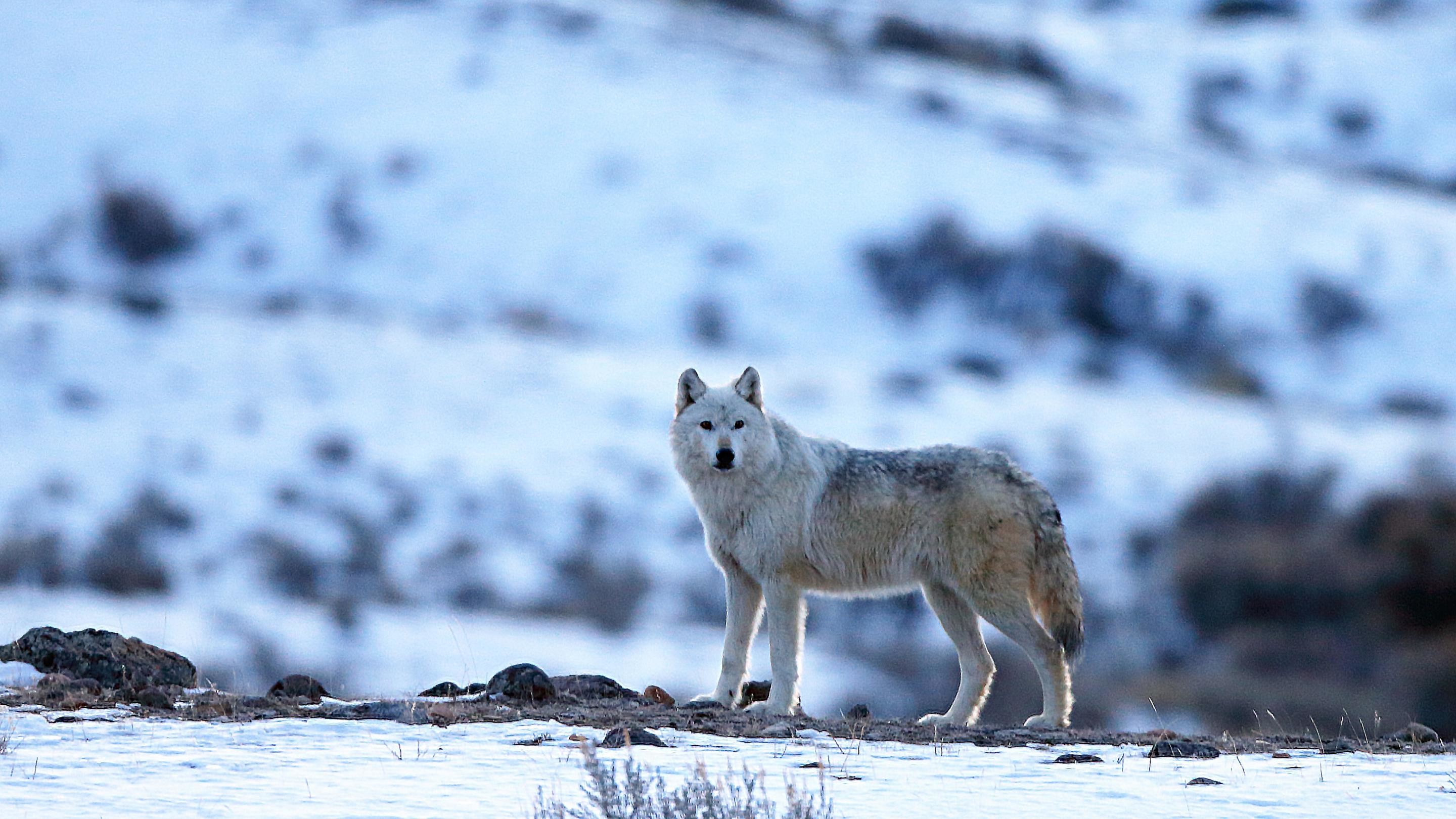 2880x1620, Arctic Wolf Wallpaper 
 Data Id 57304 
 - Desktop Wolf Wallpaper 4k - HD Wallpaper 