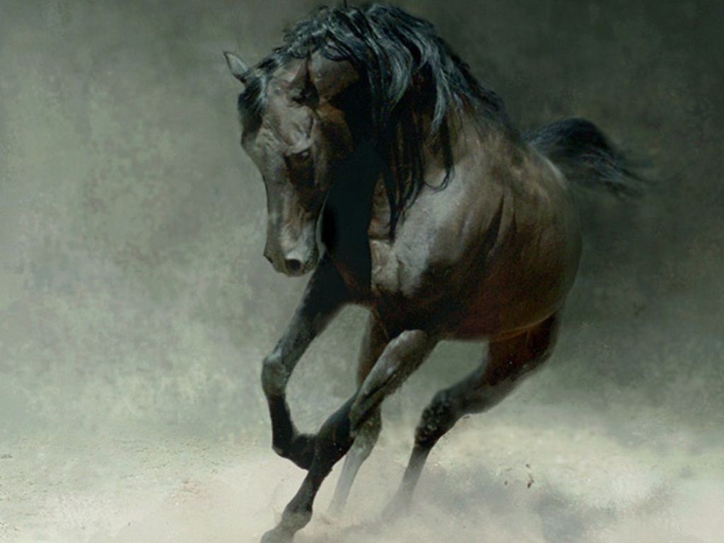 Wild Horse - HD Wallpaper 