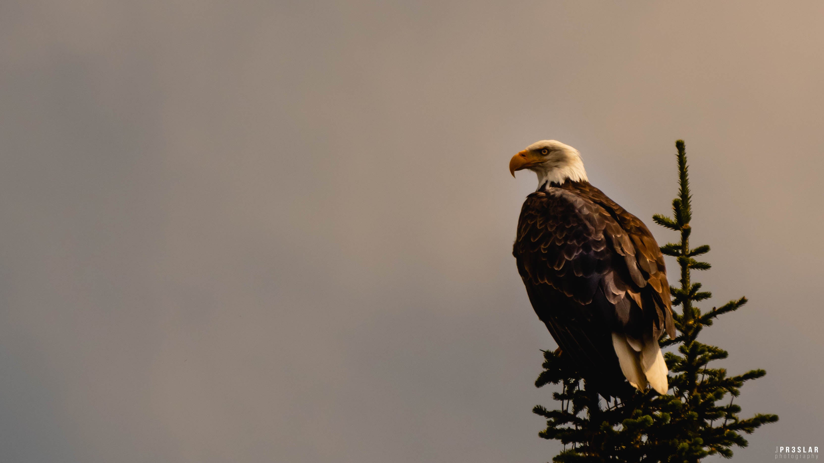 Bald Eagle - HD Wallpaper 