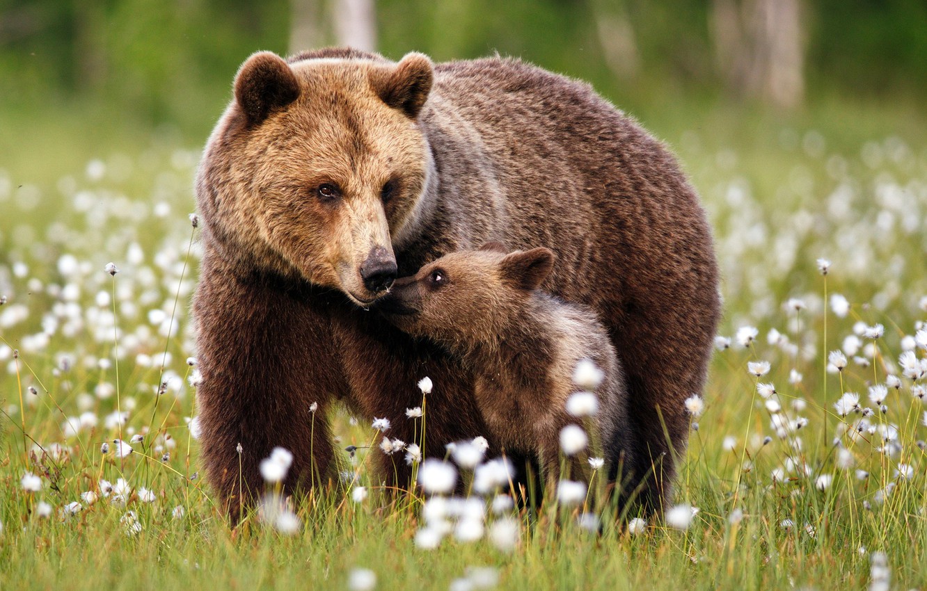 Photo Wallpaper Forest, Grass, Glade, Baby, Bear, Bears, - Mom And Baby Bear - HD Wallpaper 