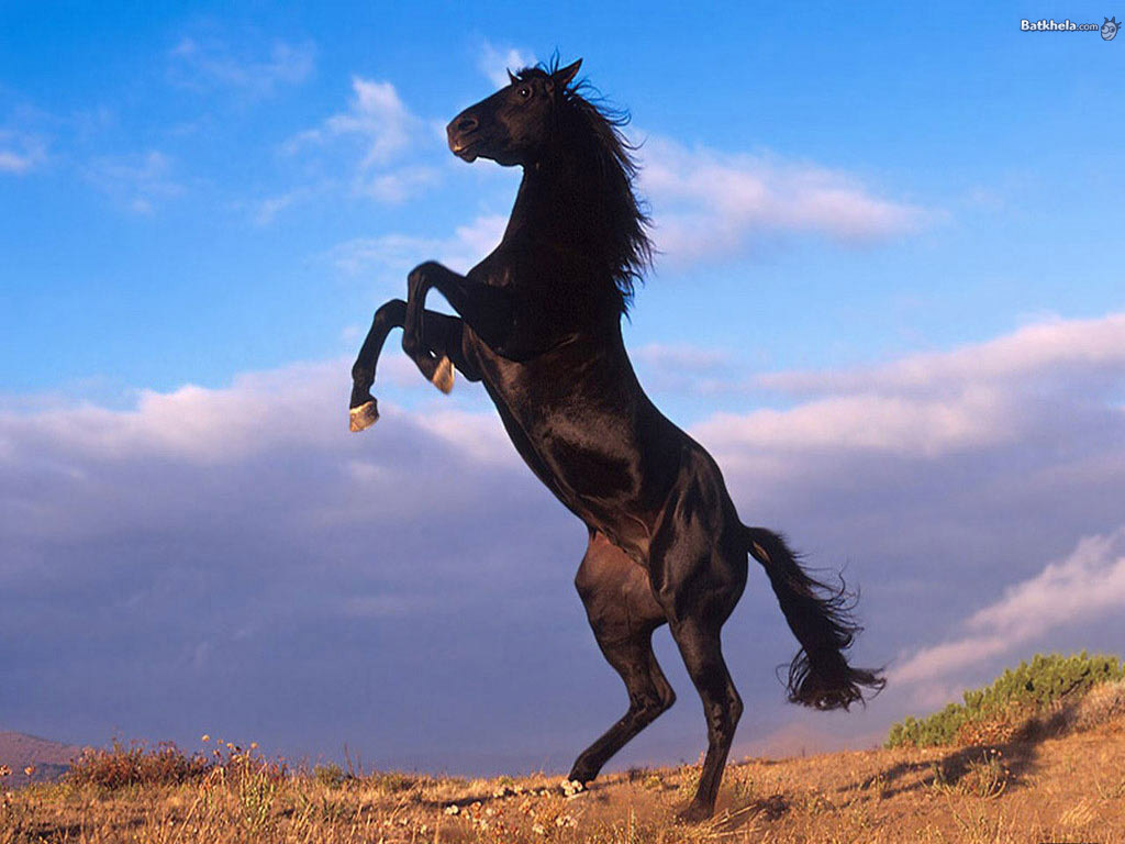 Wild Horses - HD Wallpaper 