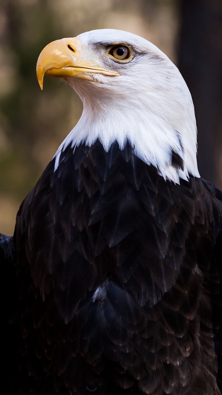 Wallpaper Bald Eagle, Eagle, Bird, Predator, Feathers, - Iphone Wallpapers  Bald Eagle - 938x1668 Wallpaper 