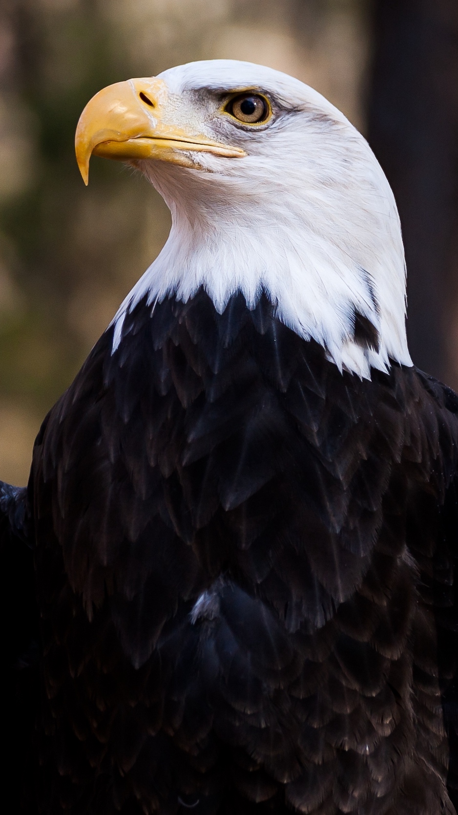 Wallpaper Bald Eagle, Eagle, Bird, Predator, Feathers, - Iphone Wallpapers Bald Eagle - HD Wallpaper 