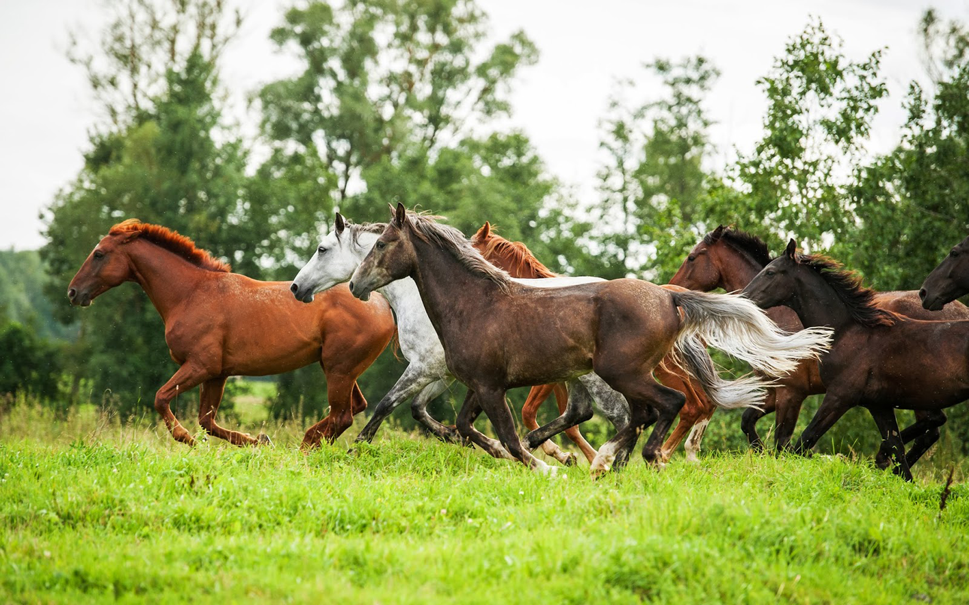 Beautiful Wild Horses Running - HD Wallpaper 