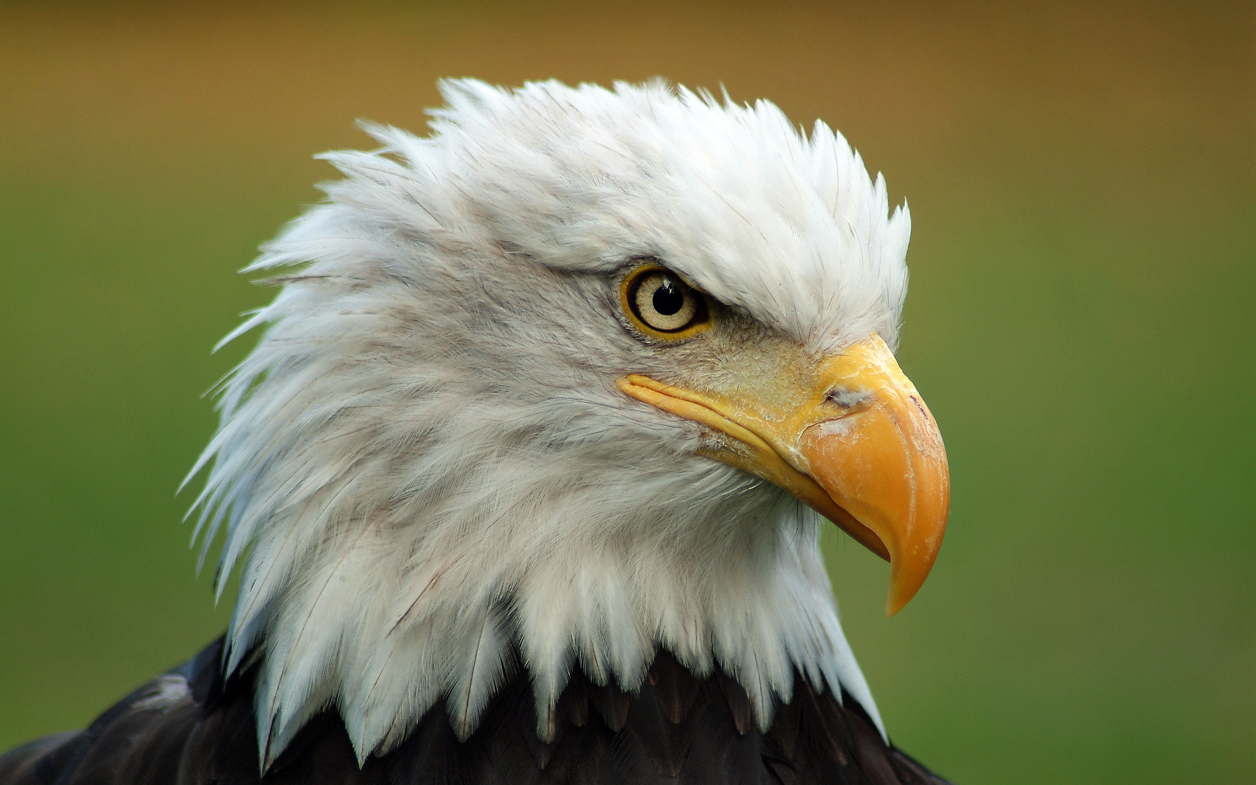 High Resolution Bald Eagle - HD Wallpaper 