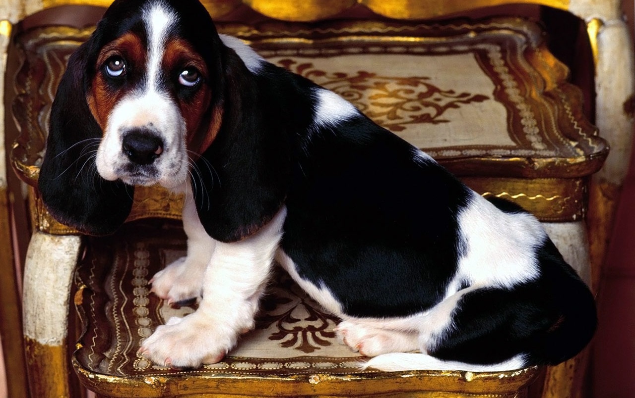 Basset Hound Puppy Wallpapers - Black And White Basset Hound Puppy - HD Wallpaper 