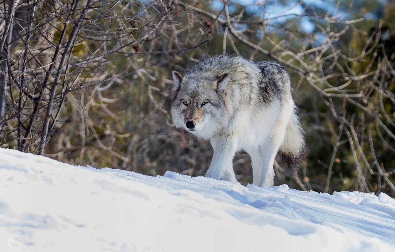 Photo Wallpaper Winter, Snow, Nature, Grey, Wolf - Coyote - HD Wallpaper 