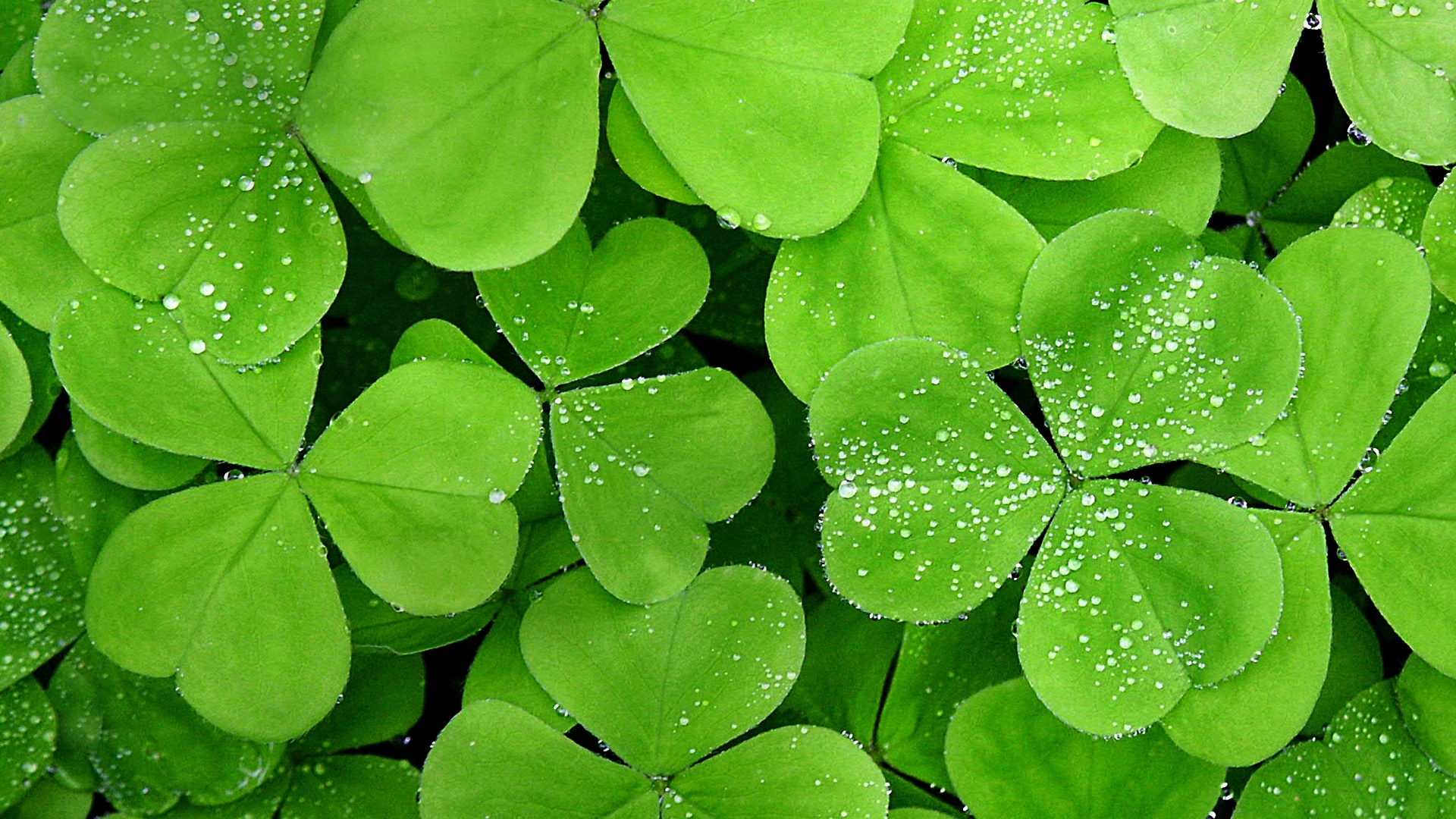 Leaf Desktop Wallpaper - Hinh Nen Hd Cho May Tinh - 1920x1080 Wallpaper - Leaf Desktop Wallpaper - Hinh Nen Hd Cho May Tinh - 1920x1080 Wallpaper -