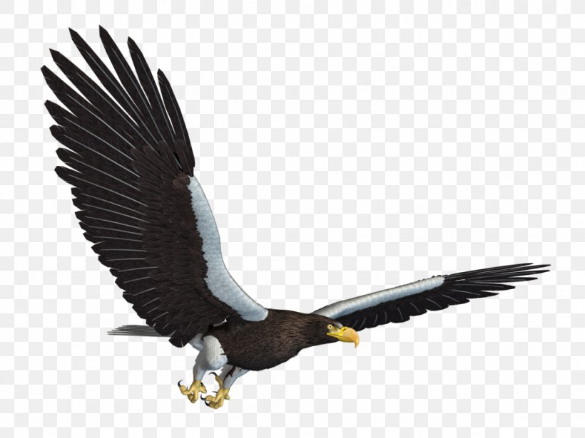 Bald Eagle Wallpaper, Png, 1024x768px, Flight, Accipitriformes, - Flying Png Transparent Eagle Png - HD Wallpaper 