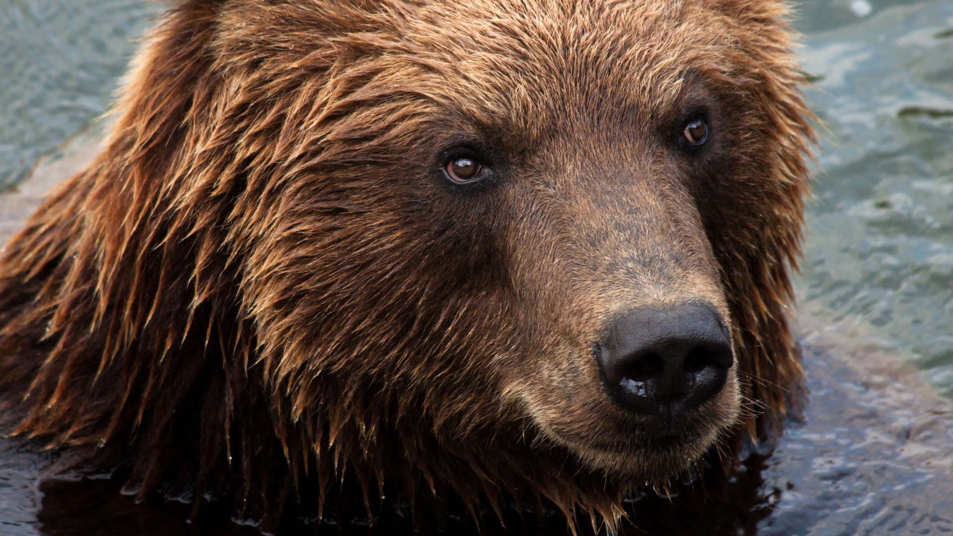 Wallpaper Kamchatka Brown Bear, Bear, Muzzle - HD Wallpaper 