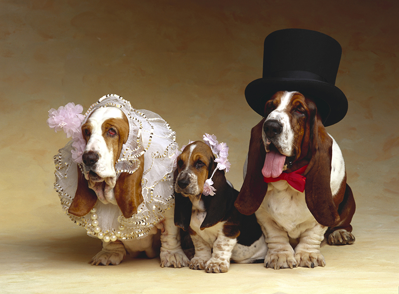 Basset Hound Dressed Up - HD Wallpaper 
