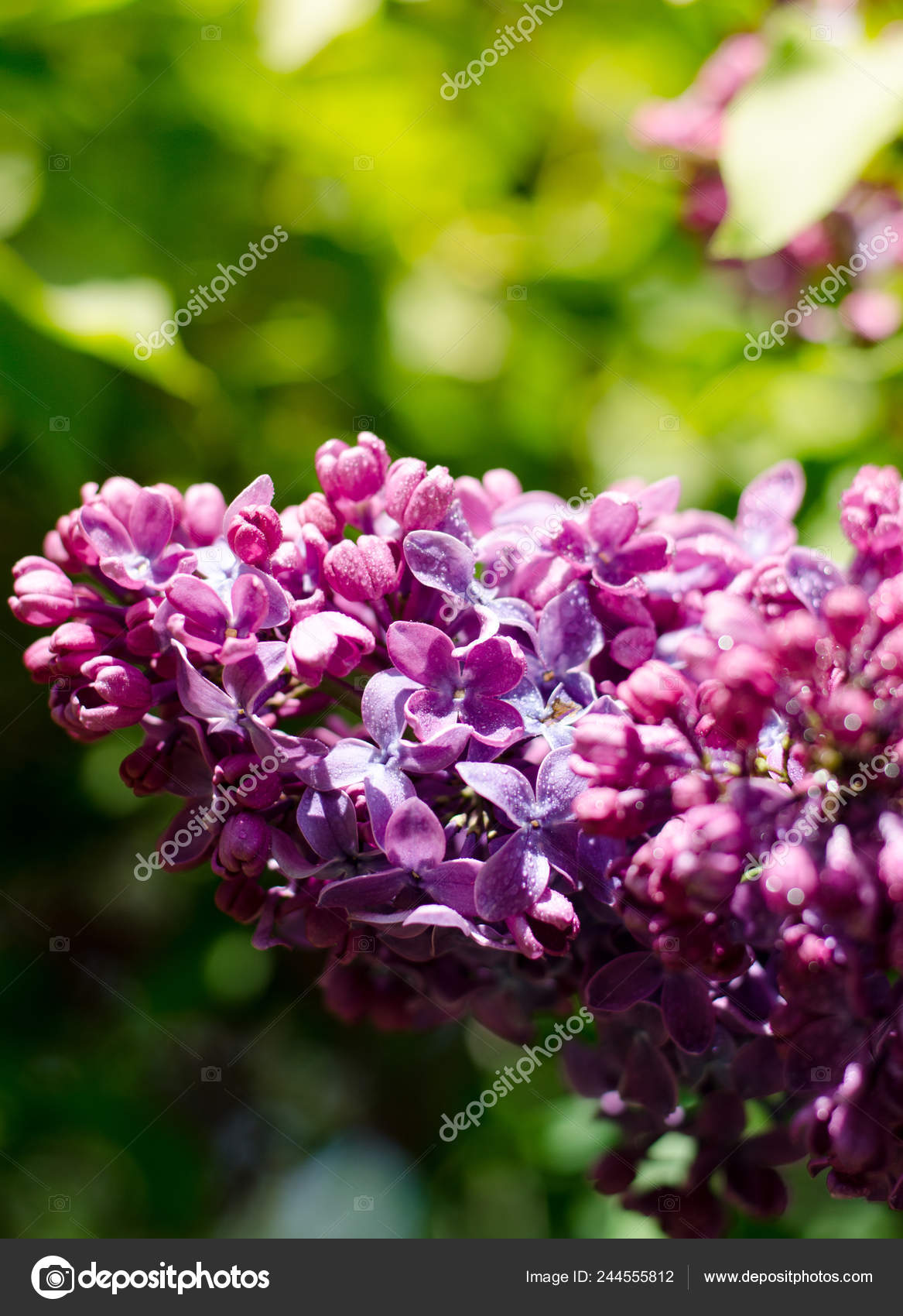 Lilac - HD Wallpaper 