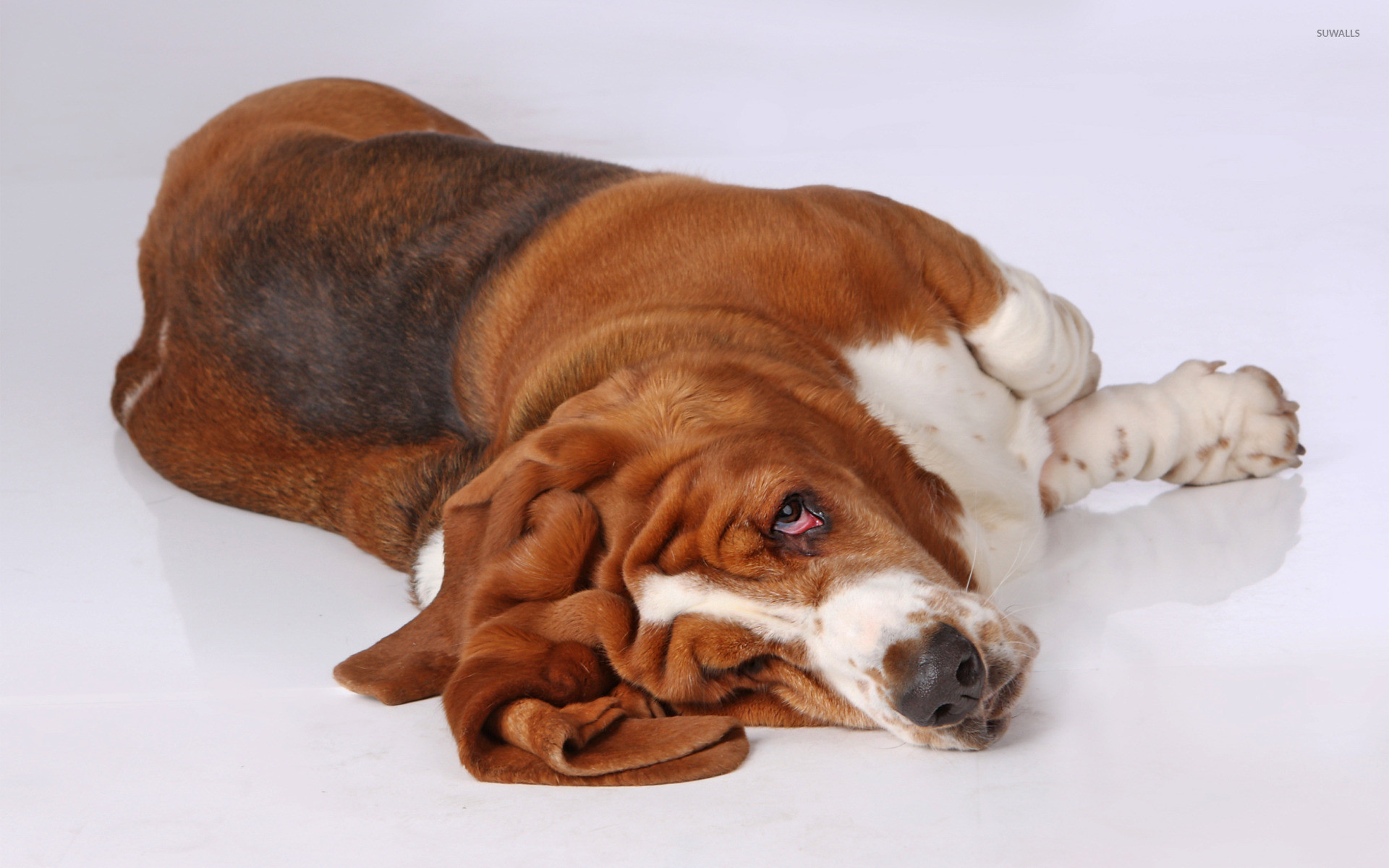 Basset Hound [2] Wallpaper 
 Data Src Basset Hound - Basset Hound Lunch Boxes - HD Wallpaper 