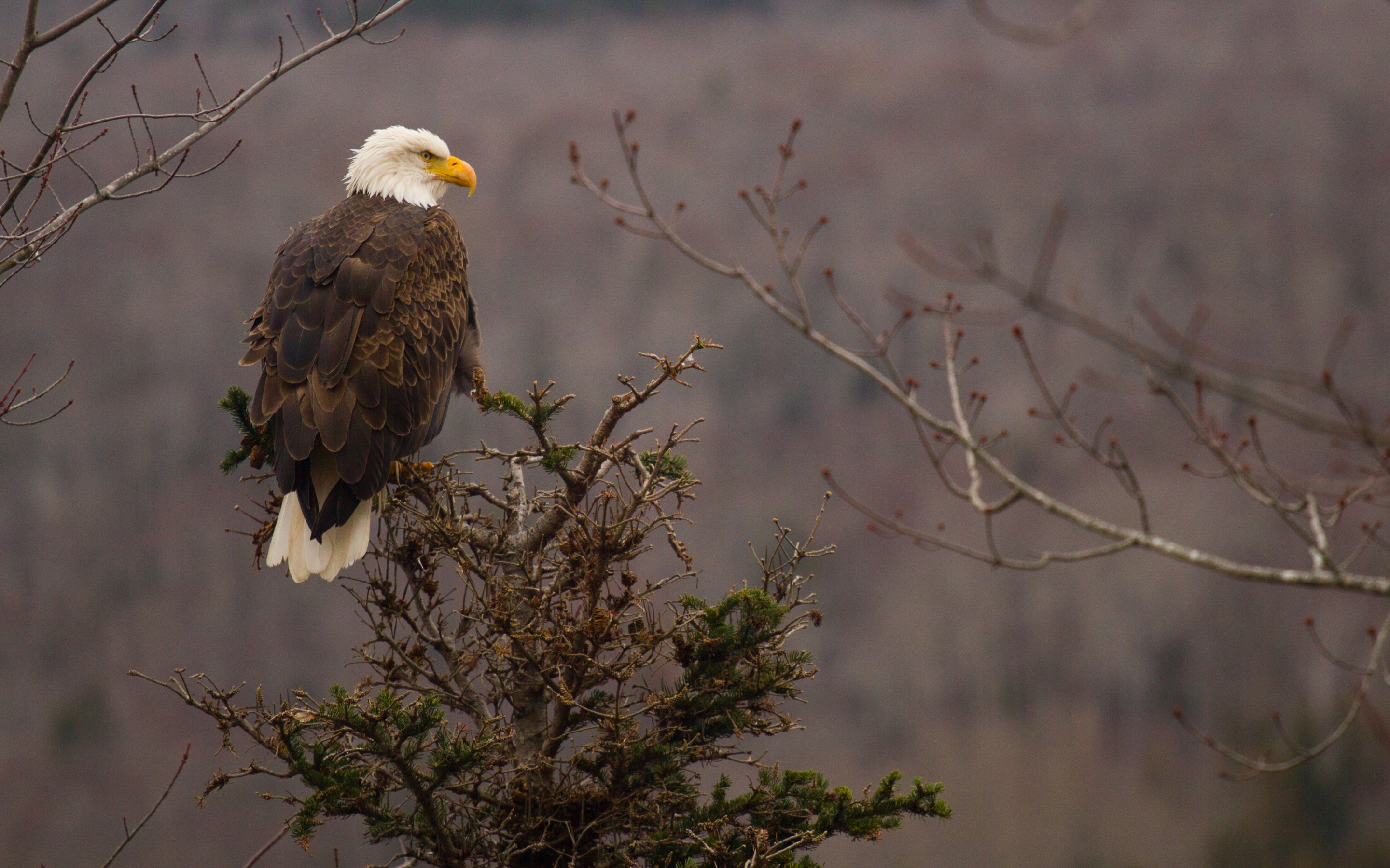 Bald Eagle Wallpaper - Crow Vs Eagle - HD Wallpaper 