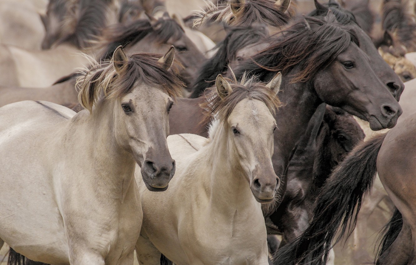 Photo Wallpaper Horses, Horse, The Herd, Wild Horses - Дикие Животные Лошади - HD Wallpaper 