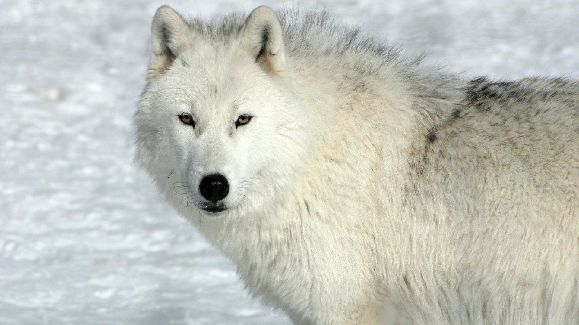 1920x1080, Preview Arctic Wolf Photos, Milan Spohn - HD Wallpaper 