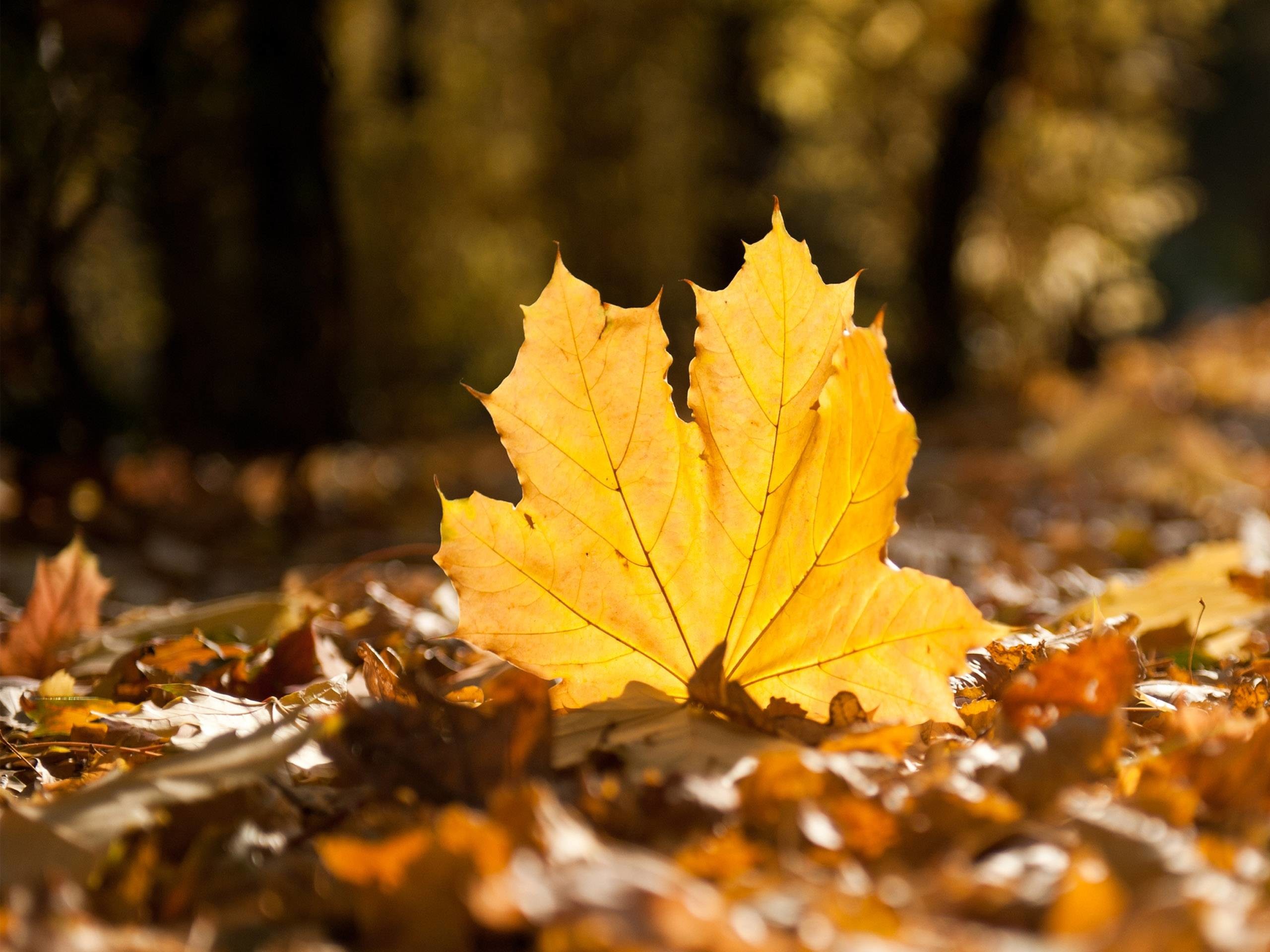 Fall Leaf Hd Wallpapers - Daun Jatuh Tak Pernah Membenci Angin - HD Wallpaper 