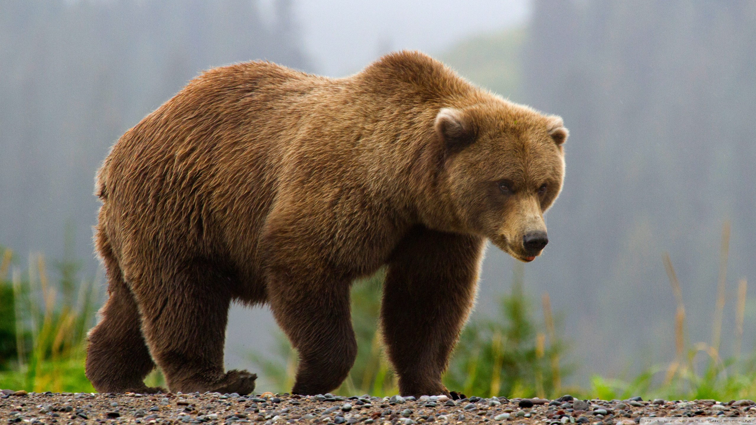 Real Image Of Bear - HD Wallpaper 