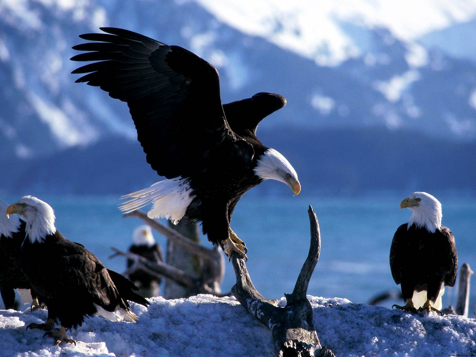 Free Bald Eagle Wallpaper Wallpapers Download - Aigle Dans La Bible - HD Wallpaper 
