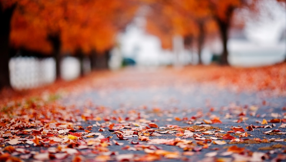 Leaves, Leaves, Autumn, Leaves, Macro, Road Desktop - Picsart Best  Background For Editing - 970x550 Wallpaper 