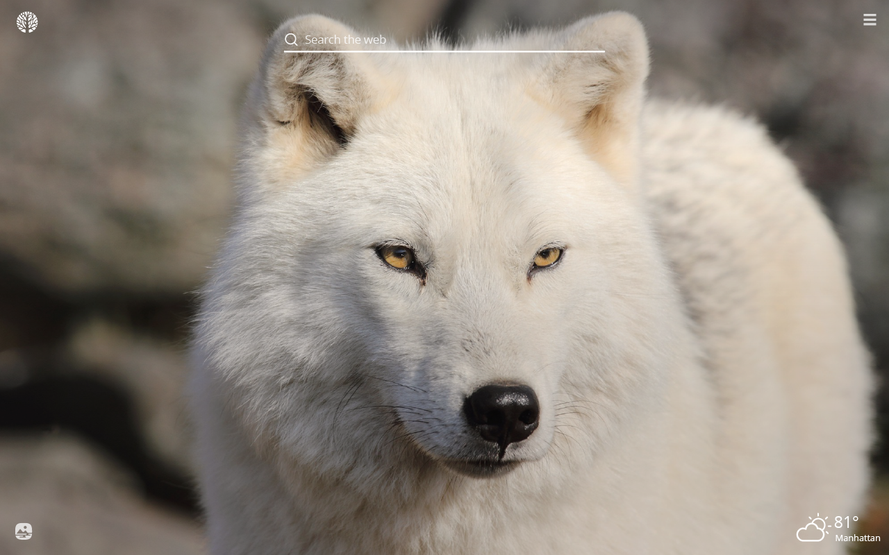 Arctic Wolf Wallpaper Hd - HD Wallpaper 