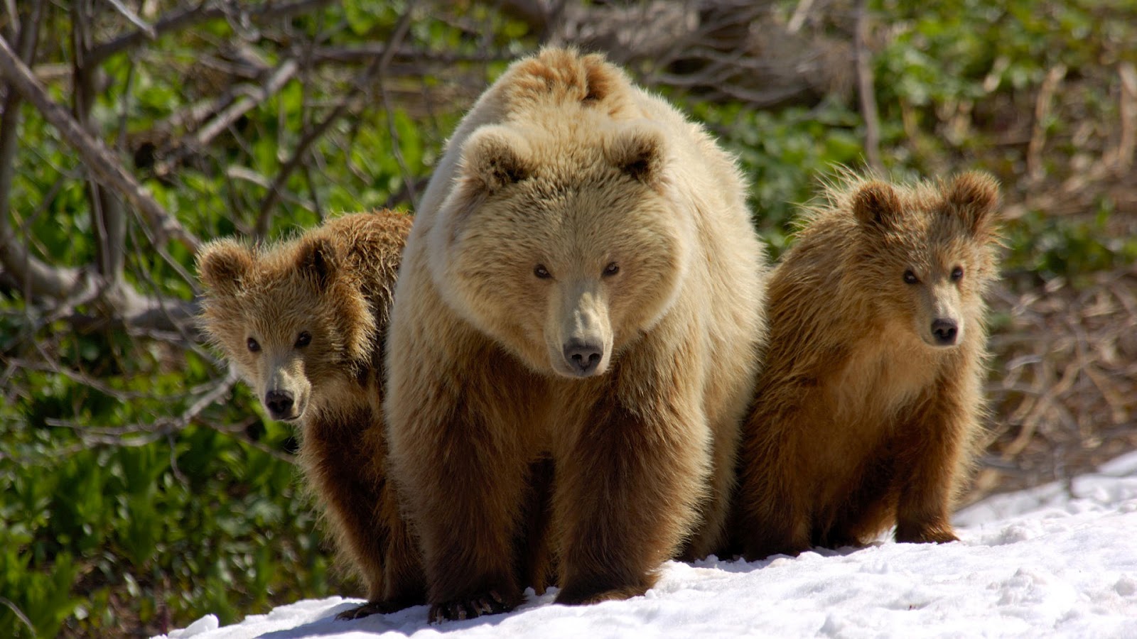 Brwon Bears Winter Wallpaper - Mama Bear And Two Cubs - HD Wallpaper 