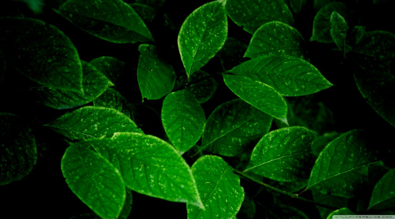 Green Leaves Hd - HD Wallpaper 