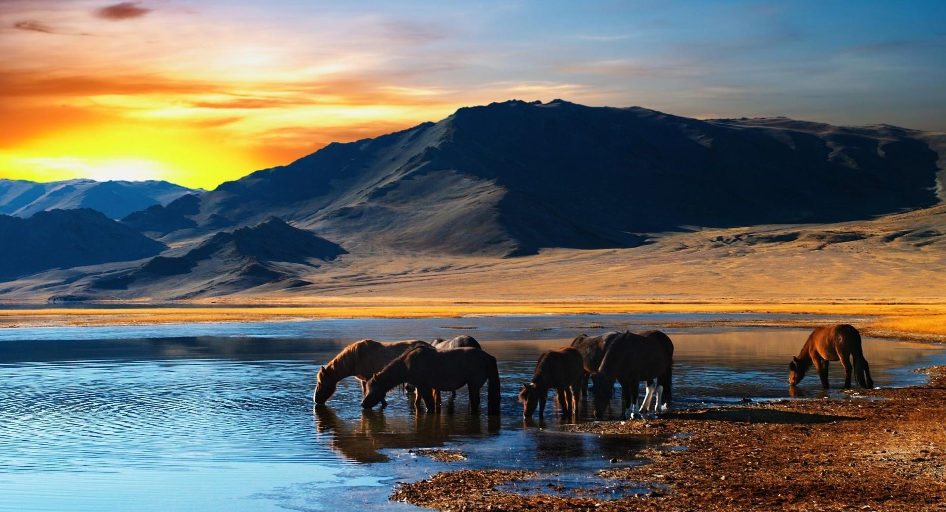 Wild Horses Wallpapers Hd Quality - Wild Horses Wallpaper Hd - HD Wallpaper 