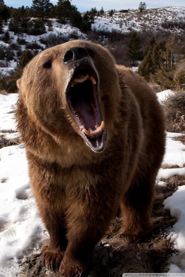 Interesting Animals Call Pictures Of Grizzley Bears - HD Wallpaper 