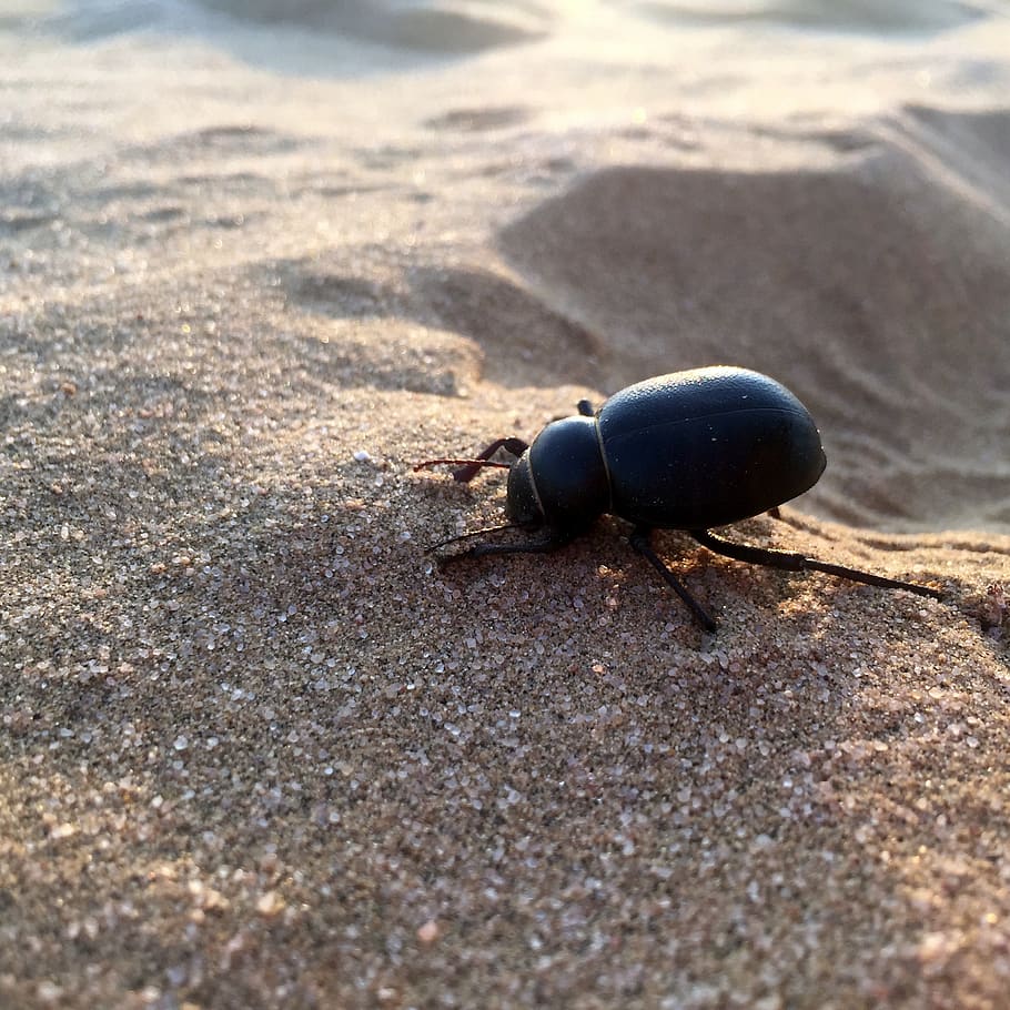 Dung Beetle - HD Wallpaper 