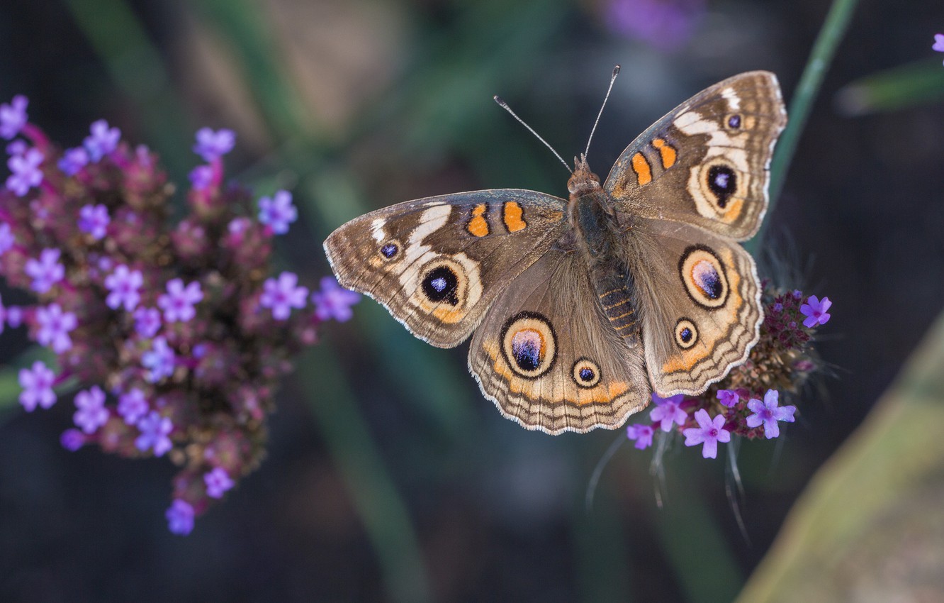 Photo Wallpaper Macro, Butterfly, Plant, Verbena, Common - Pararge - HD Wallpaper 