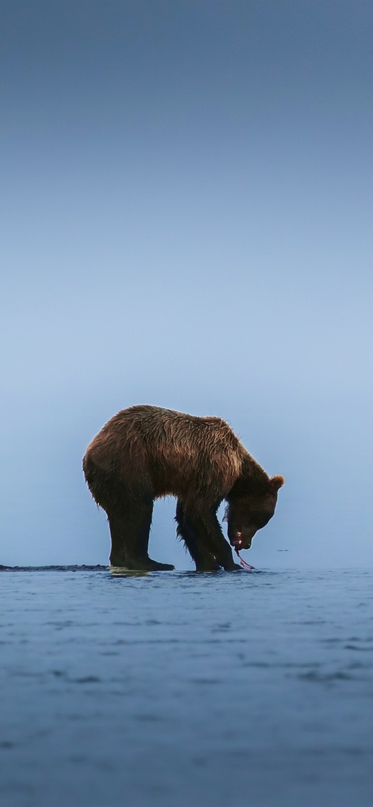 Iphone Wallpaper Brown Bear, Lake, Seagulls - Bear Wallpaper Iphone Xs - HD Wallpaper 