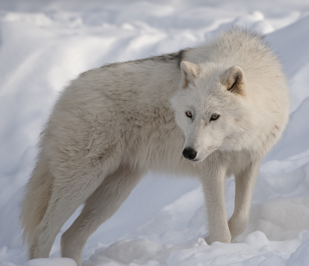 Arctic Wolf - HD Wallpaper 