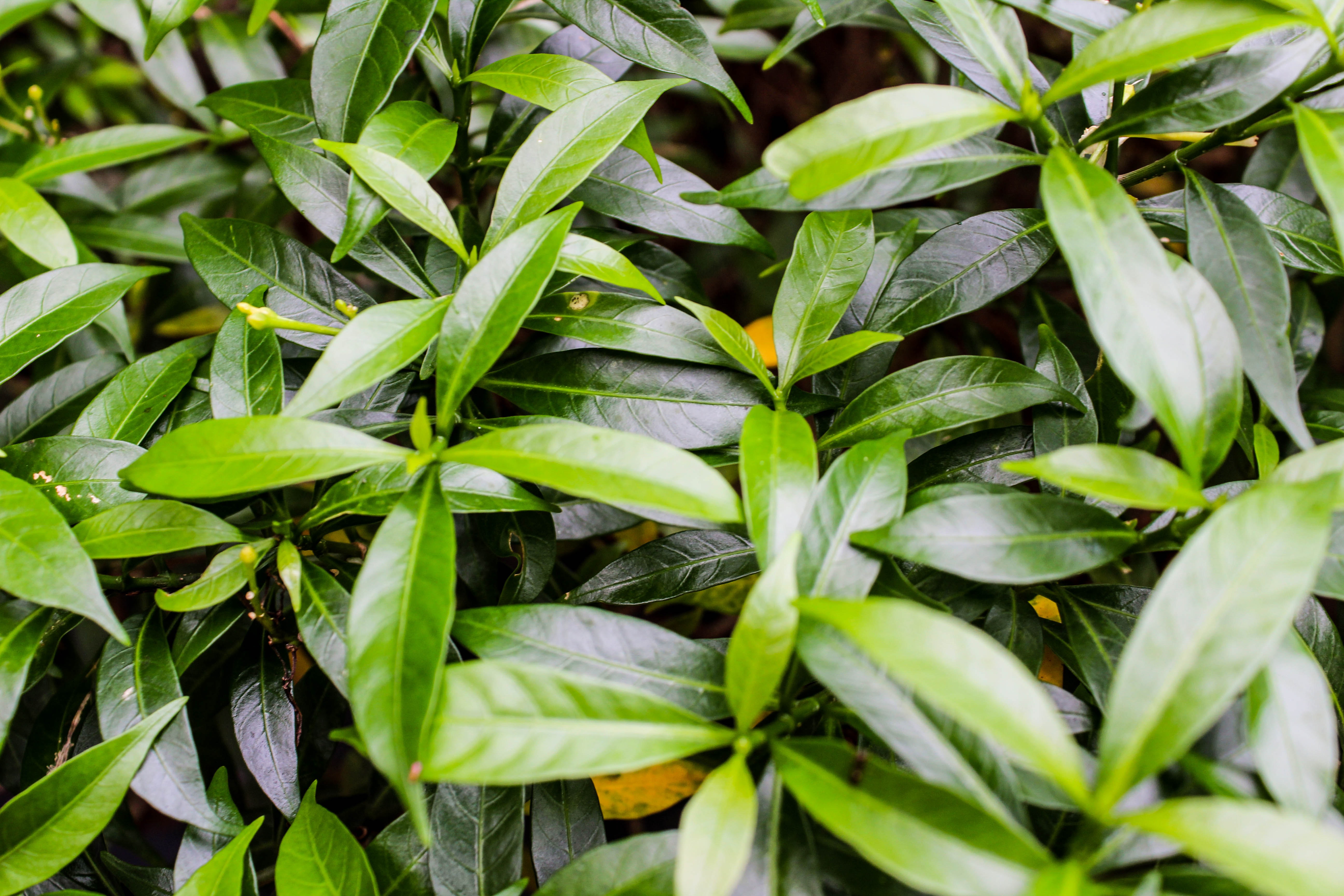Erythroxylaceae - HD Wallpaper 