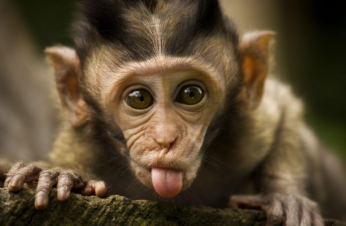 Baby Monkey Wallpapers - Cute Monkey - HD Wallpaper 