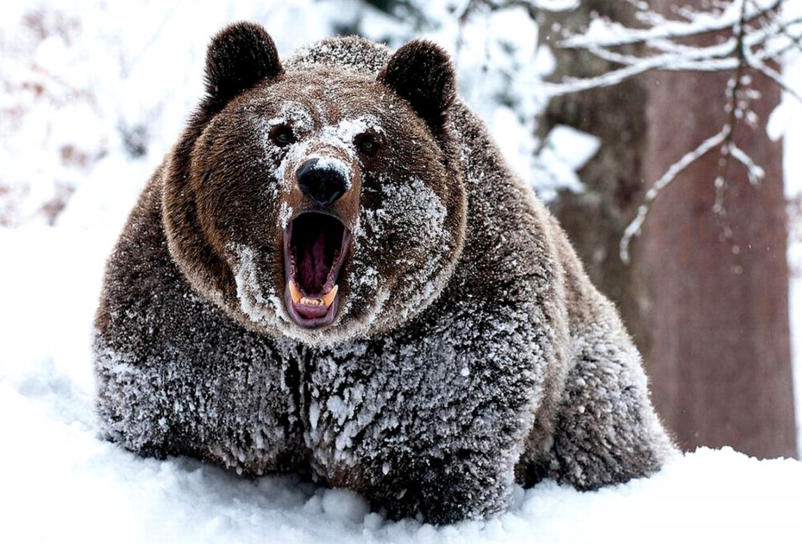 pics Angry Bear Wallpaper Iphone bear wallpaper and background image