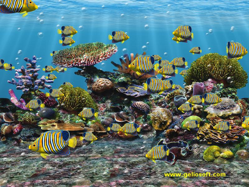 School Of Different Fish - HD Wallpaper 