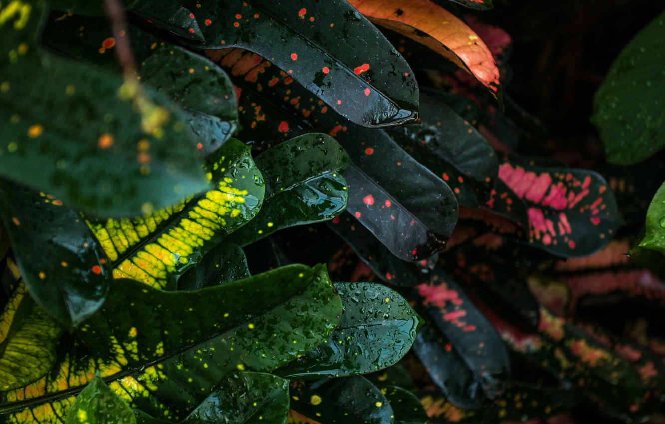 Photo Wallpaper Colorful, Wallpaper, Wet, Nature, Background, - سيعوض الله قلق مشاعرك - HD Wallpaper 