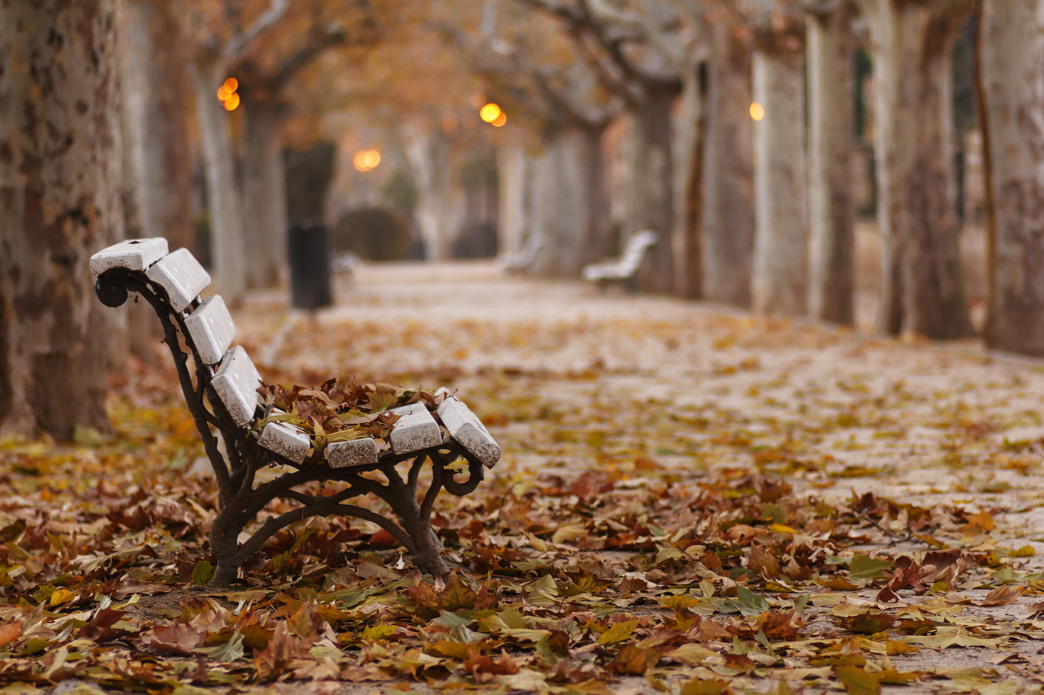 Bench In Garden Hd - HD Wallpaper 