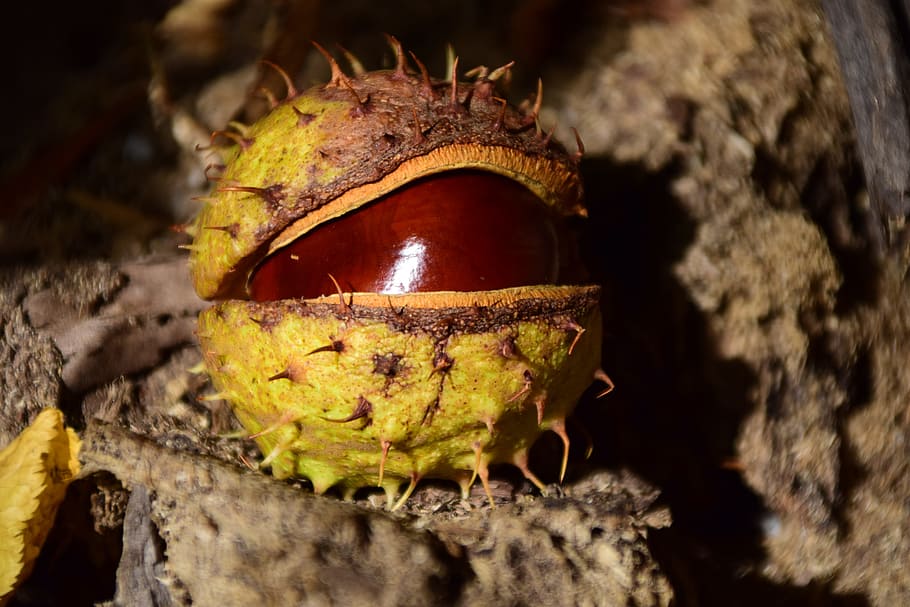 Chestnut, Buckeye, Ordinary Rosskastanie, Autumn, Brown, - Aesculus - HD Wallpaper 