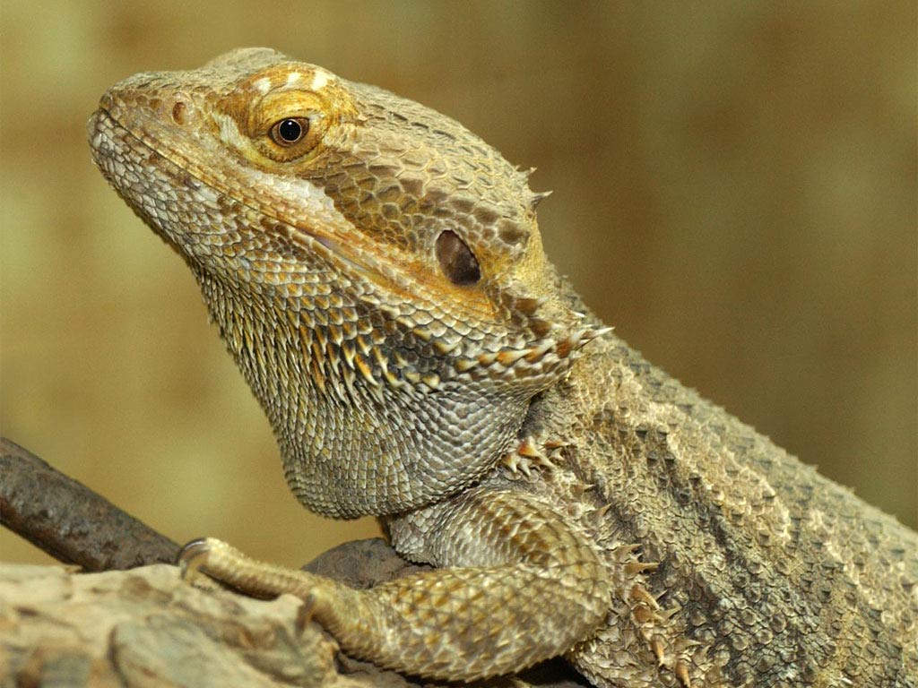 Free Bearded Dragon Wallpaper Wallpapers Download - High Resolution Bearded Dragon - HD Wallpaper 