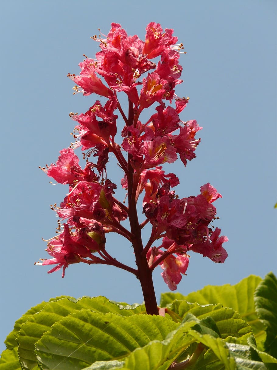 Red Buckeye, Flesh Red Horse Chestnut, Red Flowering - Jirovec Červený - HD Wallpaper 