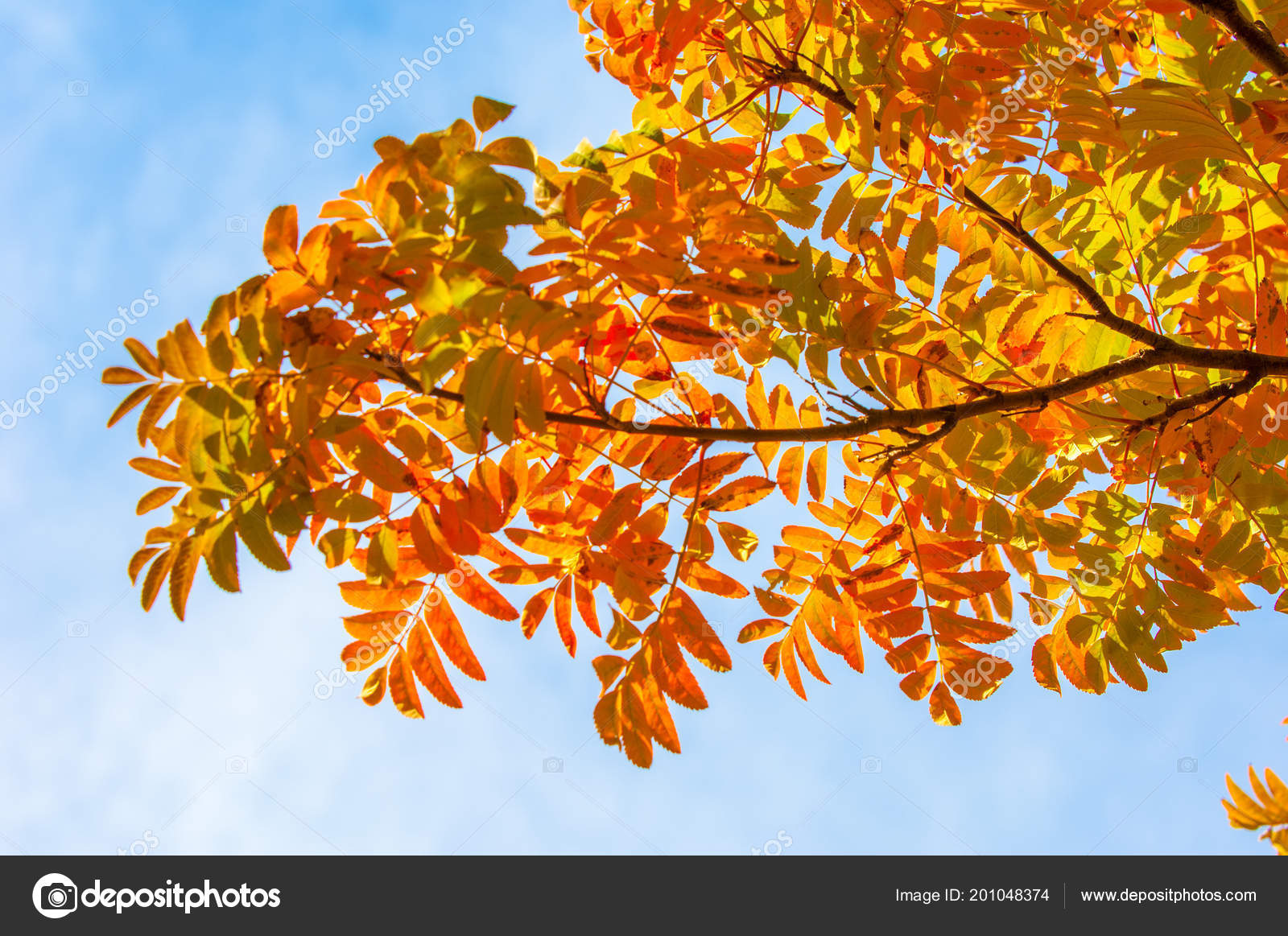 Gambel Oak - HD Wallpaper 