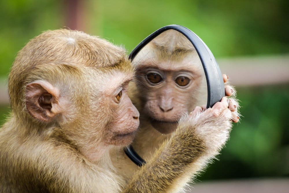 Monkey Looking In Mirror - HD Wallpaper 