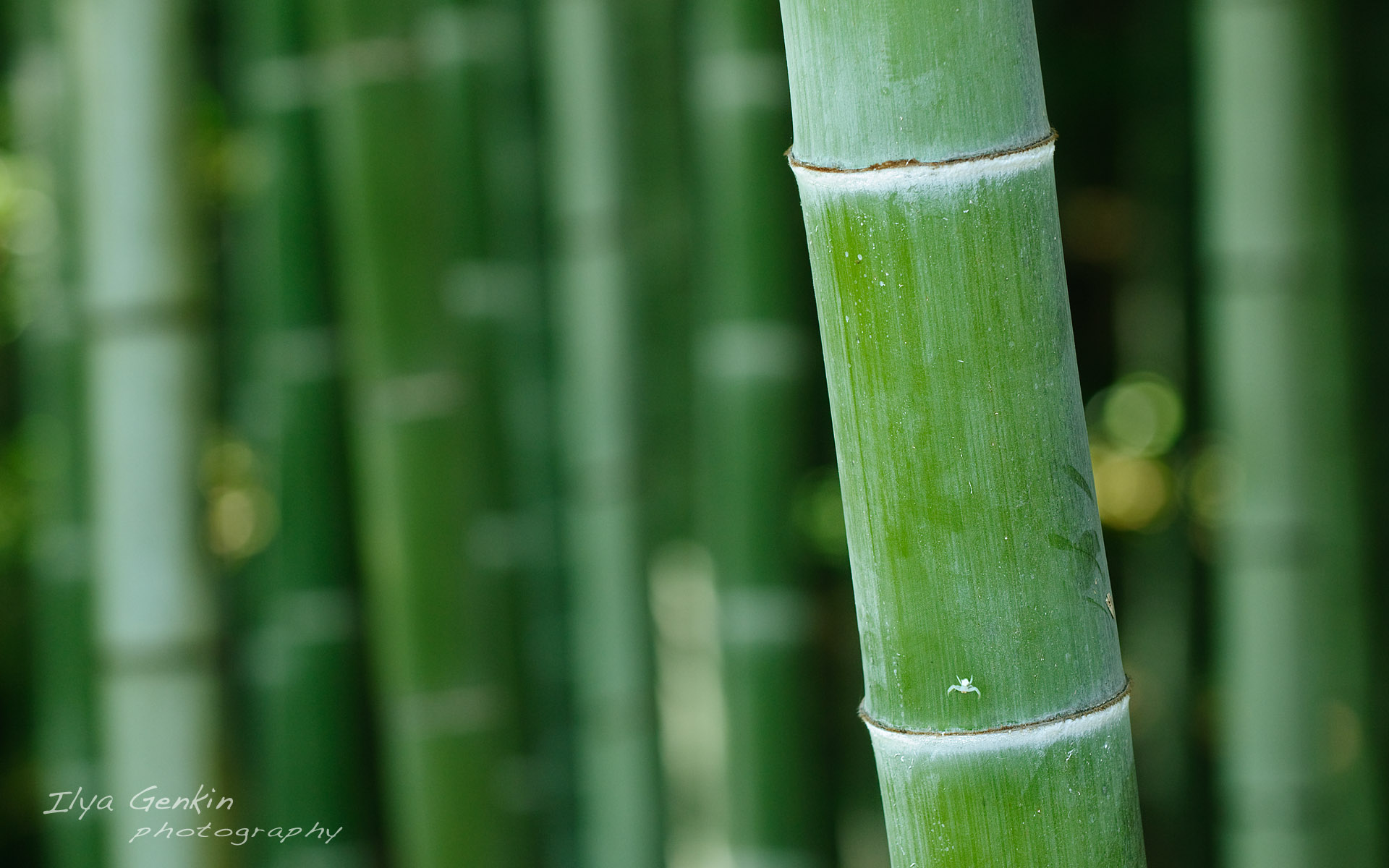 Bamboo Photography - HD Wallpaper 