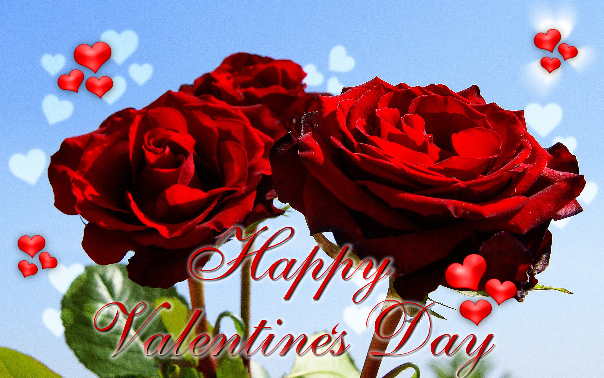 Valentine Day Rose Flower - HD Wallpaper 