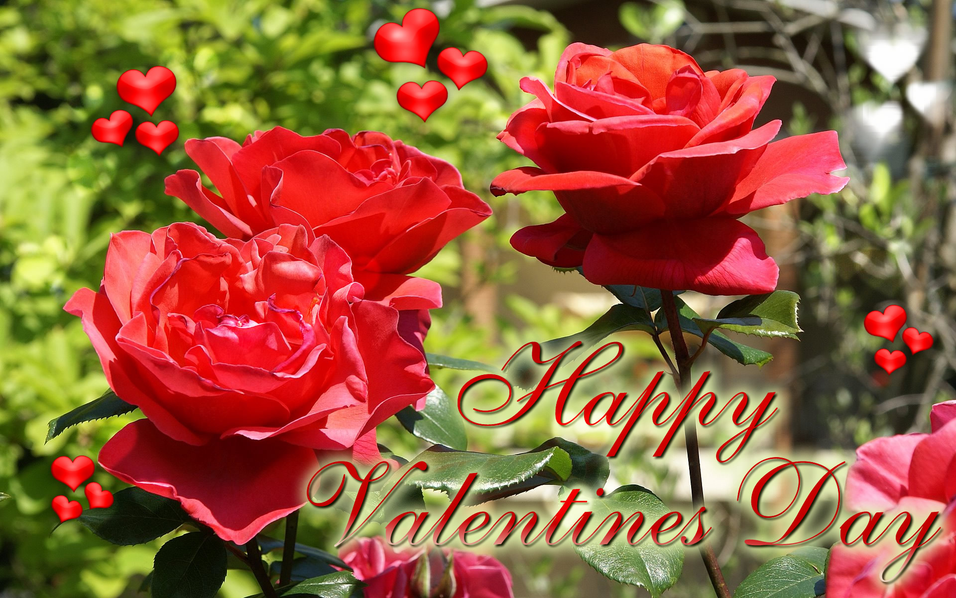 Feliz Dia De San Valentin Rosas - HD Wallpaper 