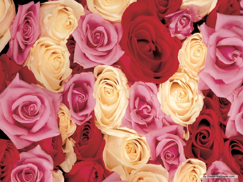 Free Flower Wallpaper - Wallpaper - HD Wallpaper 